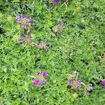 Glandularia tenera Habit