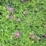 Verbena tenera Habitus