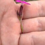 Dianthus giganteus Кветка