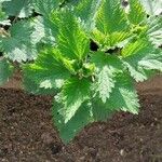 Urtica cannabina List
