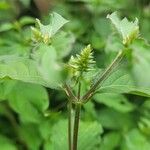 Achyranthes bidentata Leaf