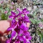 Orchis mascula फूल