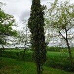 Cupressus sempervirens Habitus