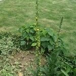 Verbascum virgatum Листок