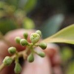 Cryptocarya transversa Flor