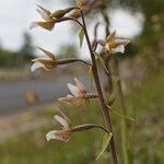 Epipactis palustris Flor
