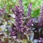 Ocimum basilicumKvet