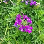 Verbena tenera 花