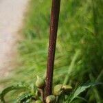 Scrophularia sambucifolia Écorce