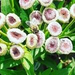 Pluchea sagittalis Flower