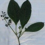Psychotria darwiniana Habit