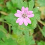 Geranium molleफूल