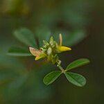 Crotalaria medicaginea ഇല