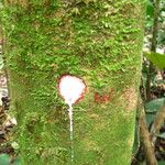 Dichostemma glaucescens Habit