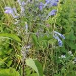 Scutellaria incana Flor