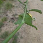 Sonchus tenerrimus Fuelha