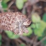 Teucrium hircanicum Fruit