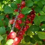 Prunus tomentosa Fruit