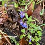 Collinsia parviflora Квітка