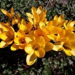 Crocus flavus Flower