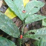 Heisteria macrophylla Hoja