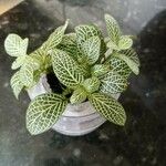 Fittonia albivenisLeaf