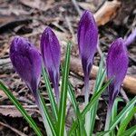 Crocus vernus ফুল
