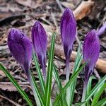 Crocus vernus 花