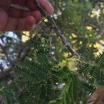 Albizia harveyi Плод