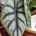 Alocasia baginda Лист