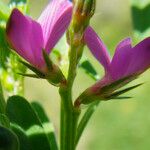 Onobrychis aequidentata Flower