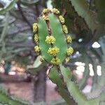 Euphorbia ingens Floro