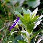 Convolvulus tricolor Fulla