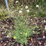 Scabiosa ochroleuca Elinympäristö