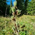 Aconitum anthora Frukto