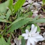 Leucanthemum heterophyllum 葉