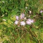 Dianthus hyssopifolius Цвят