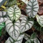 Alocasia baginda Лист
