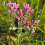 Pluchea odorata Flower