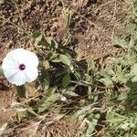 Ipomoea mombassana Habit