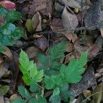 Osmorhiza longistylis Leaf