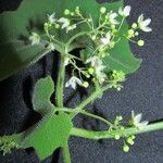 Echinopepon wrightii Otro