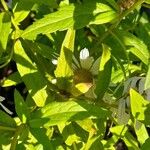 Aster incisus Leaf