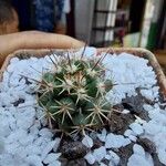 Mammillaria voburnensis 葉