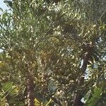 Cussonia paniculata عادت داشتن