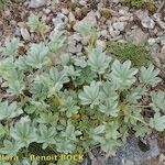 Potentilla valderia Habit