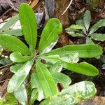 Plerandra baillonii Leaf