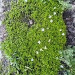Arenaria balearica Hábito