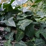 Hedera helixLeaf