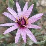 Scorzonera papposa Flower
